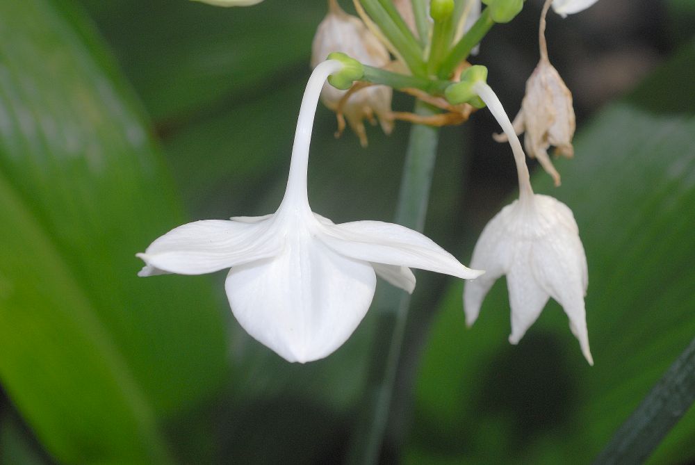 Amaryllidaceae Eucharis grandiflora