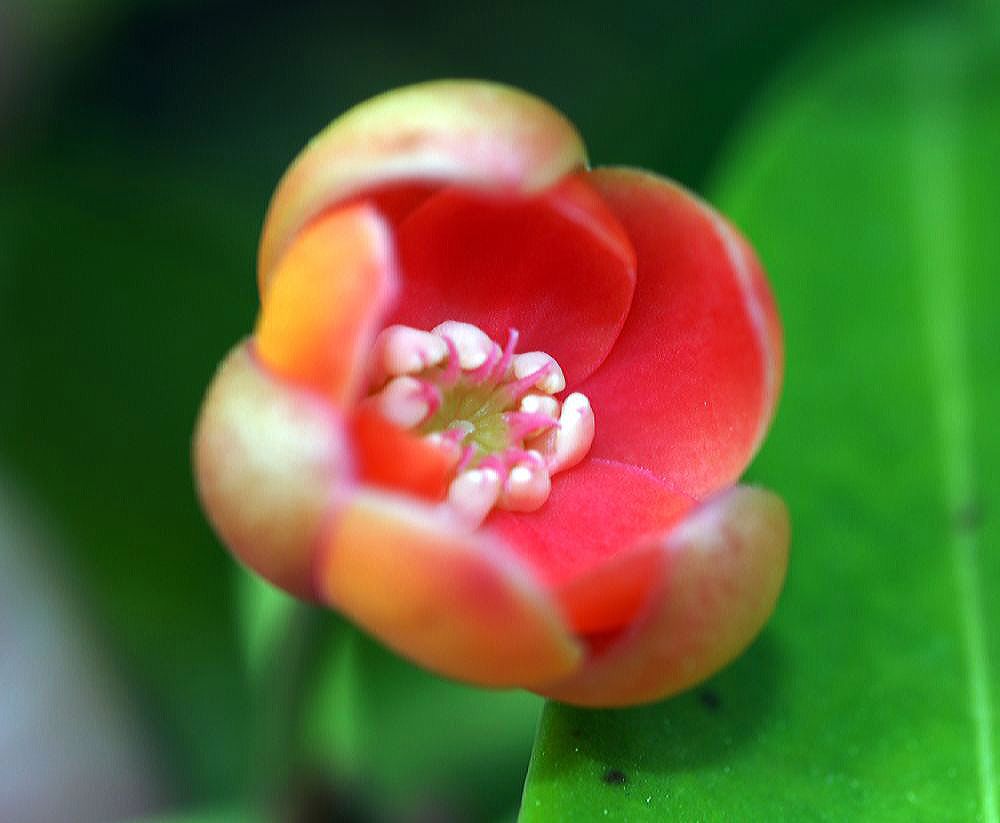 Schisandraceae Illicium lanceolatum