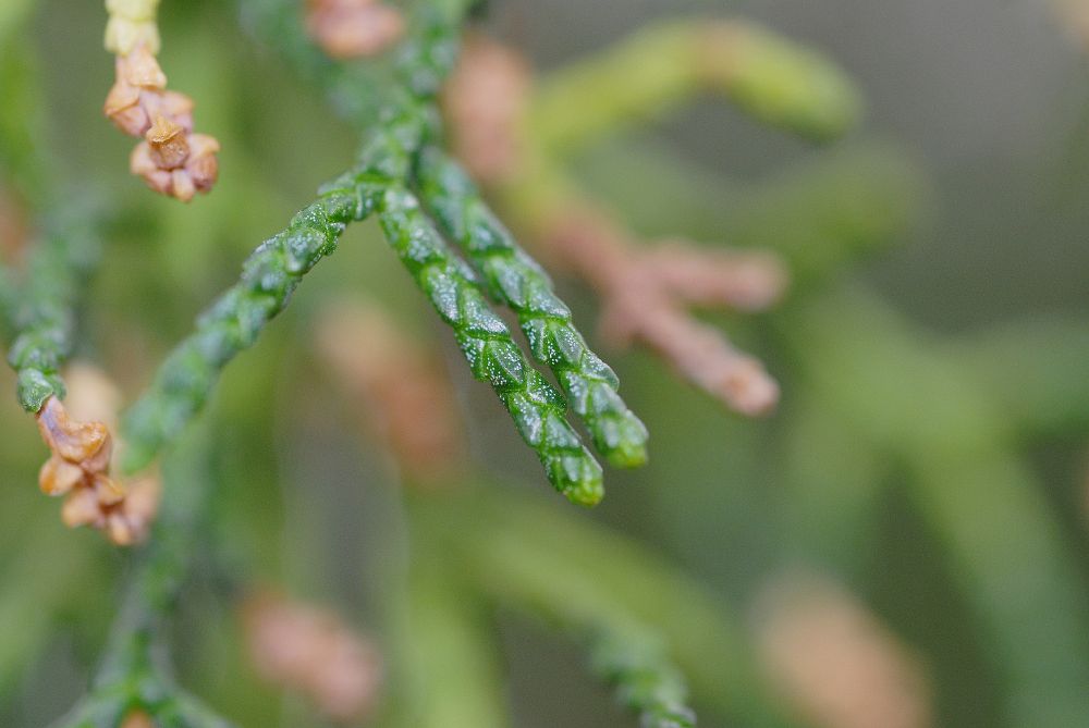 Podocarpaceae Lagarostrobus franklinii