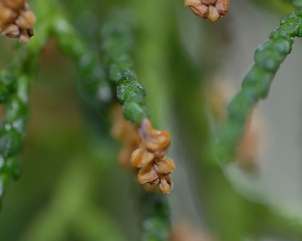 Podocarpaceae Lagarostrobus franklinii