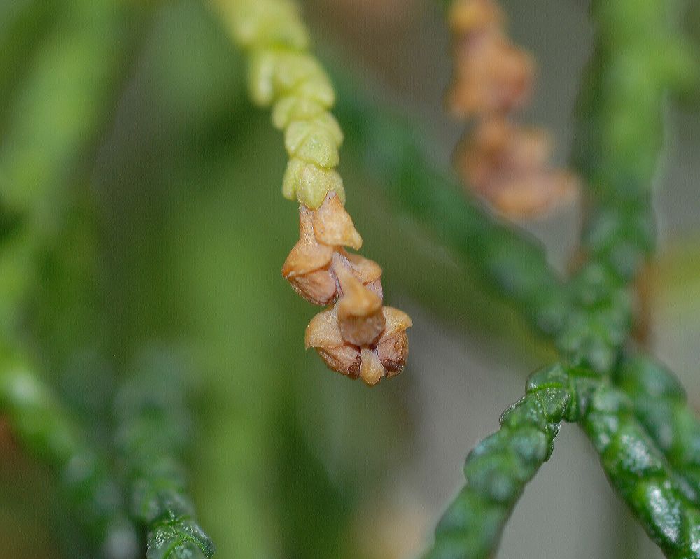 Podocarpaceae Lagarostrobus franklinii