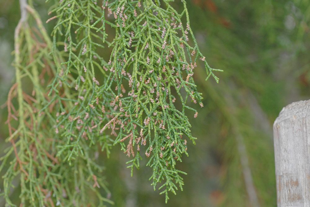 Podocarpaceae Lagarostrobus franklinii