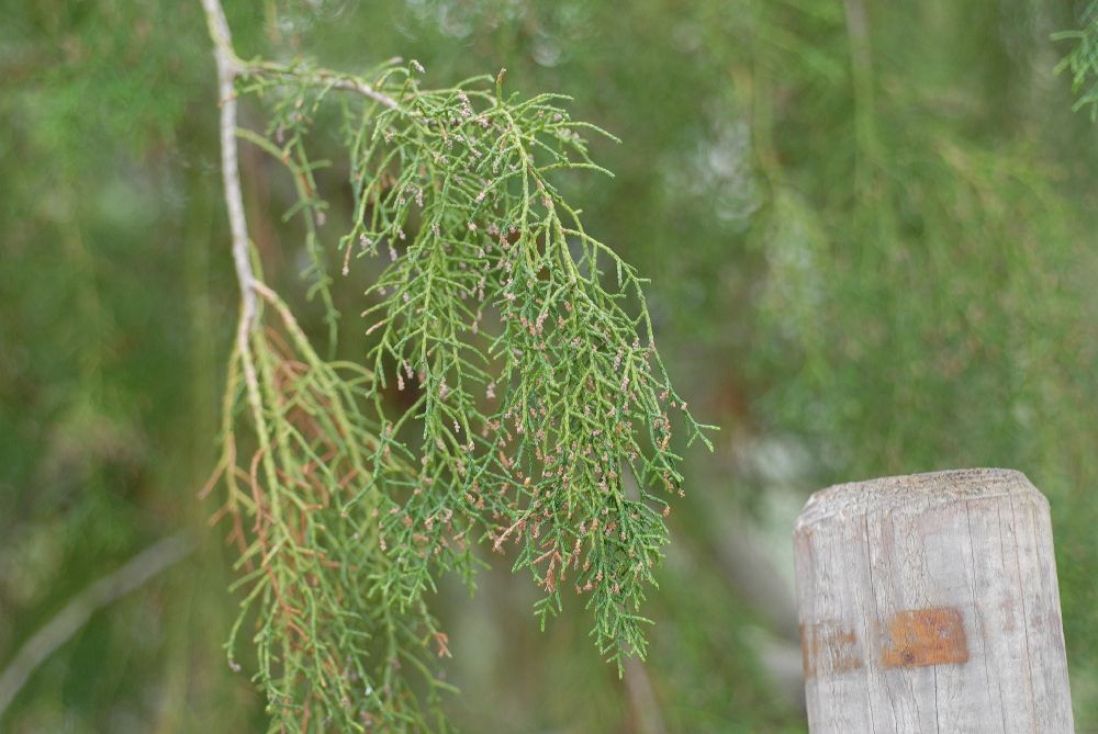 Podocarpaceae Lagarostrobus franklinii