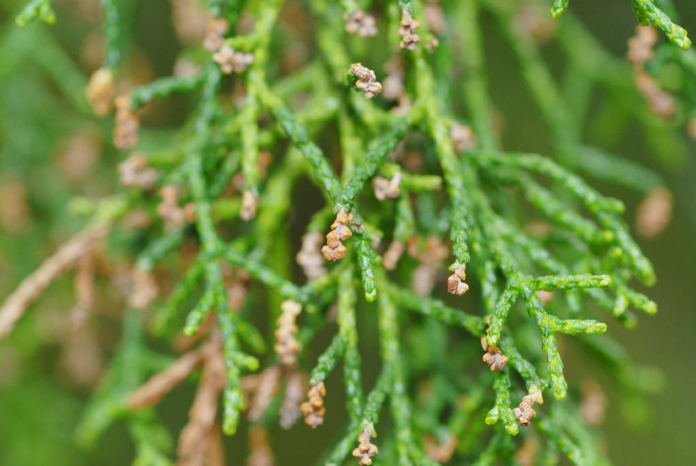 Podocarpaceae Lagarostrobus franklinii