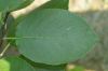 image of Ehretia acuminata