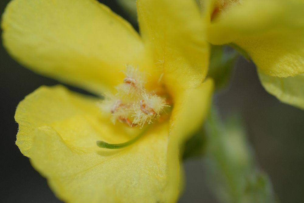 Scrophulariaceae Verbascum phlomoides