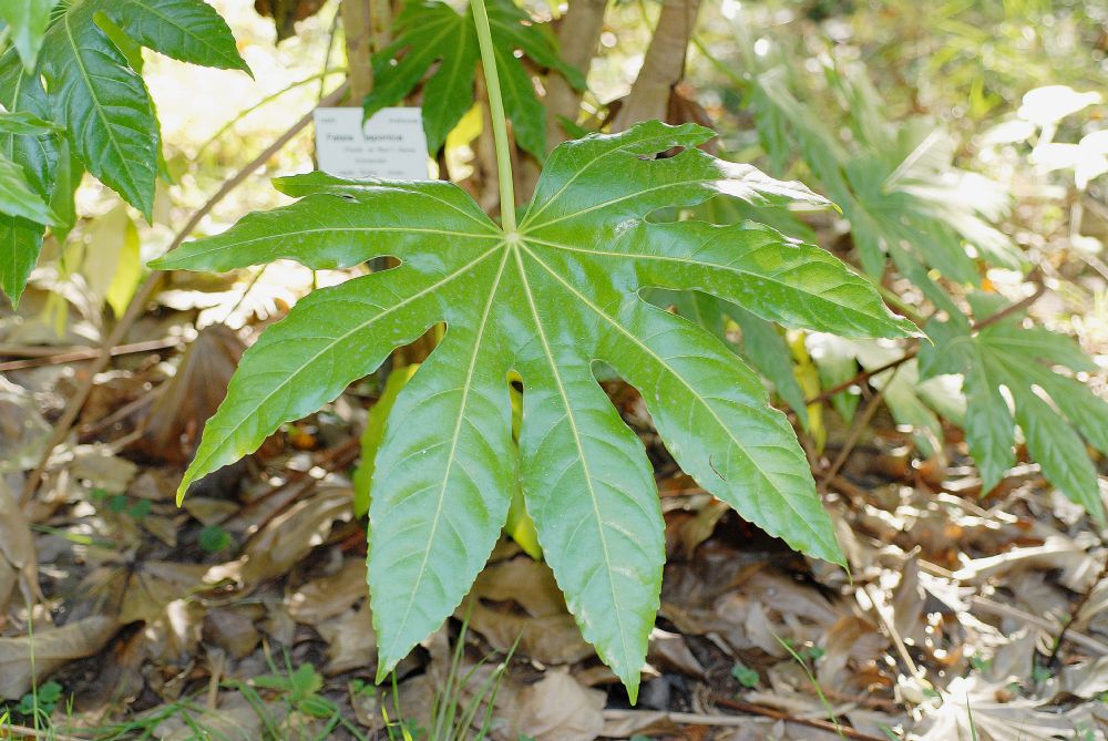 Araliaceae Fatsia japonica