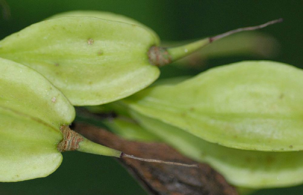 Styracaceae Halesia carolina