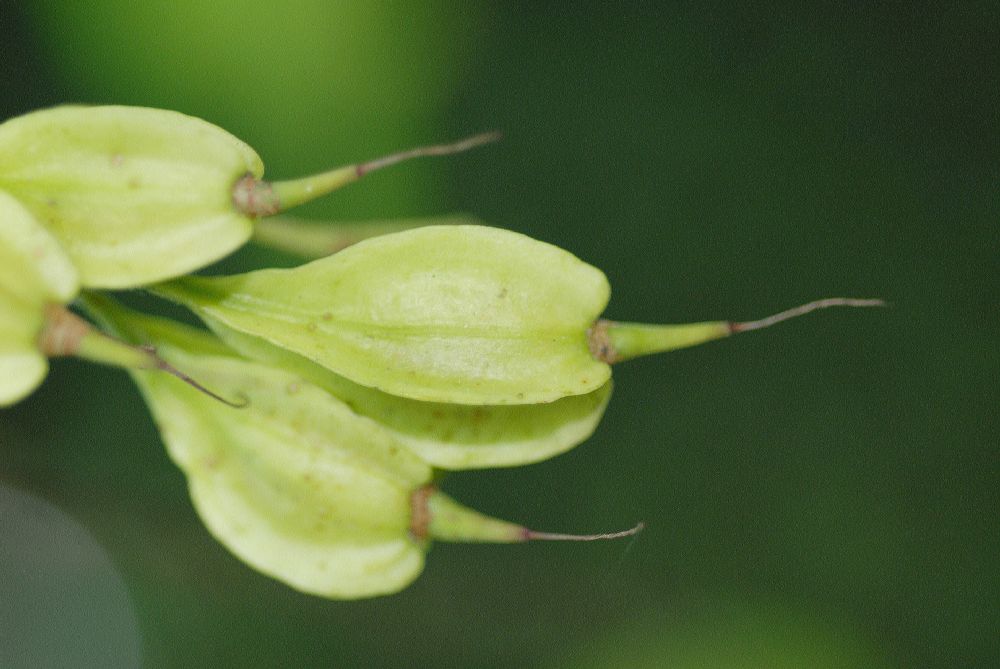 Styracaceae Halesia carolina