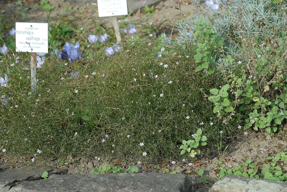 Caryophyllaceae Petrorhagia saxifraga