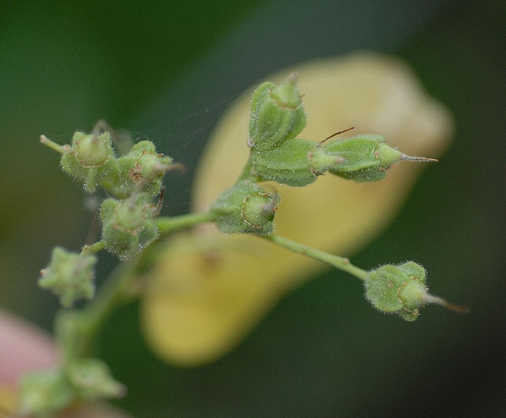 Styracaceae Pterostyrax corymbosa