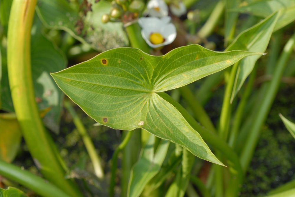 Alismataceae Sagittaria montevidensis