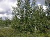 image of Betula pubescens