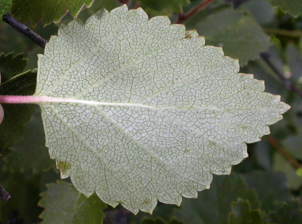 Betulaceae Betula pubescens