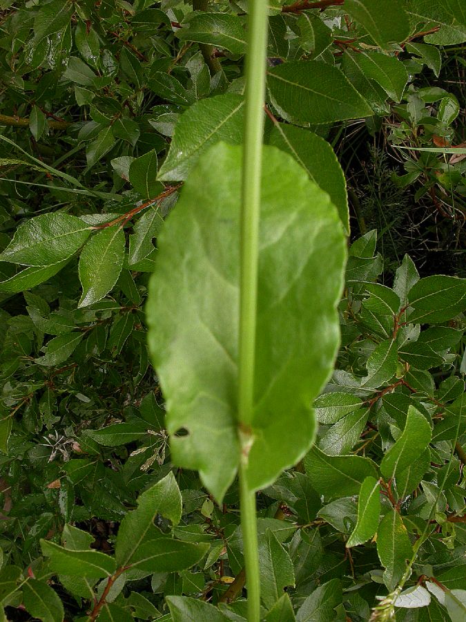 Polygonaceae Fagopyrum esculentum