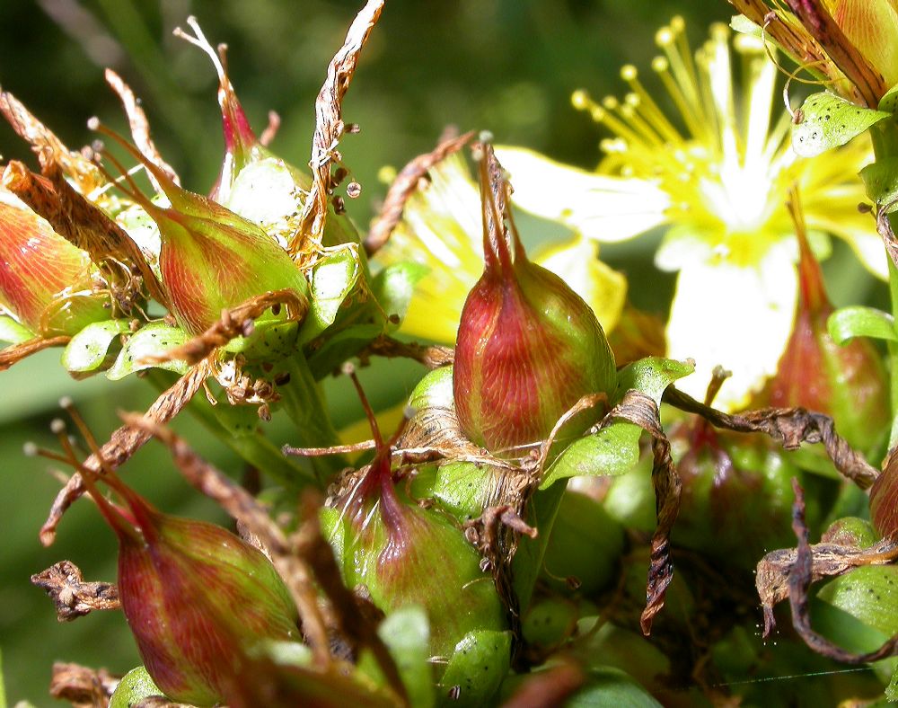 Hypericaceae Hypericum maculatum