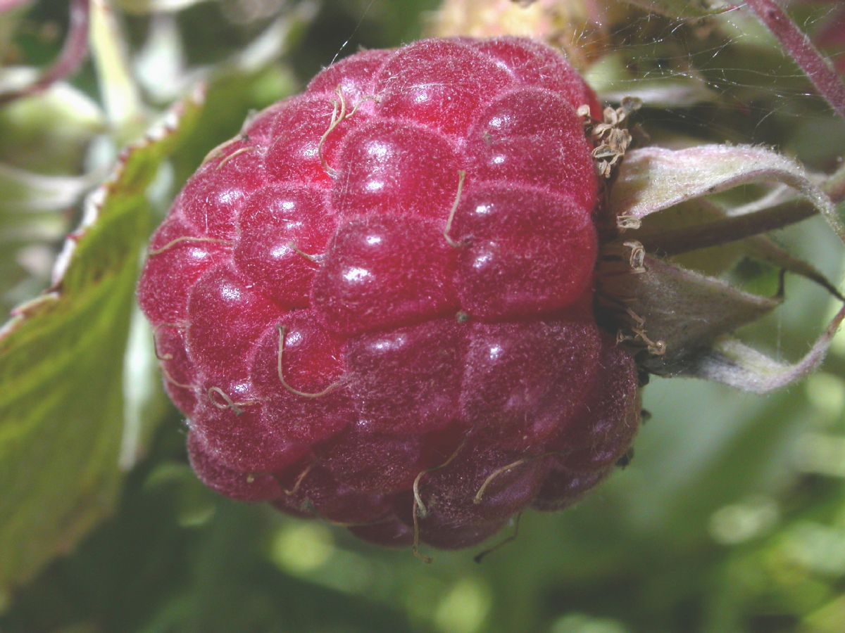 Rosaceae Rubus idaeus