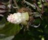 image of Rubus idaeus