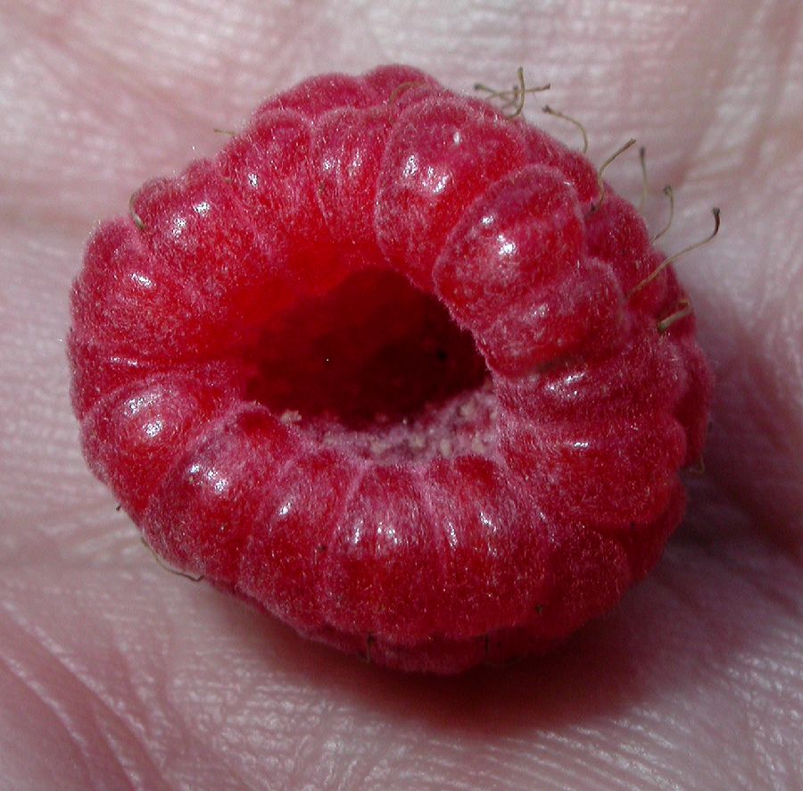 Rosaceae Rubus idaeus