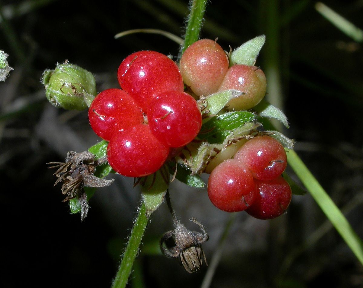 Rosaceae Rubus saxatilis