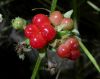 image of Rubus saxatilis