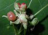 image of Rubus saxatilis