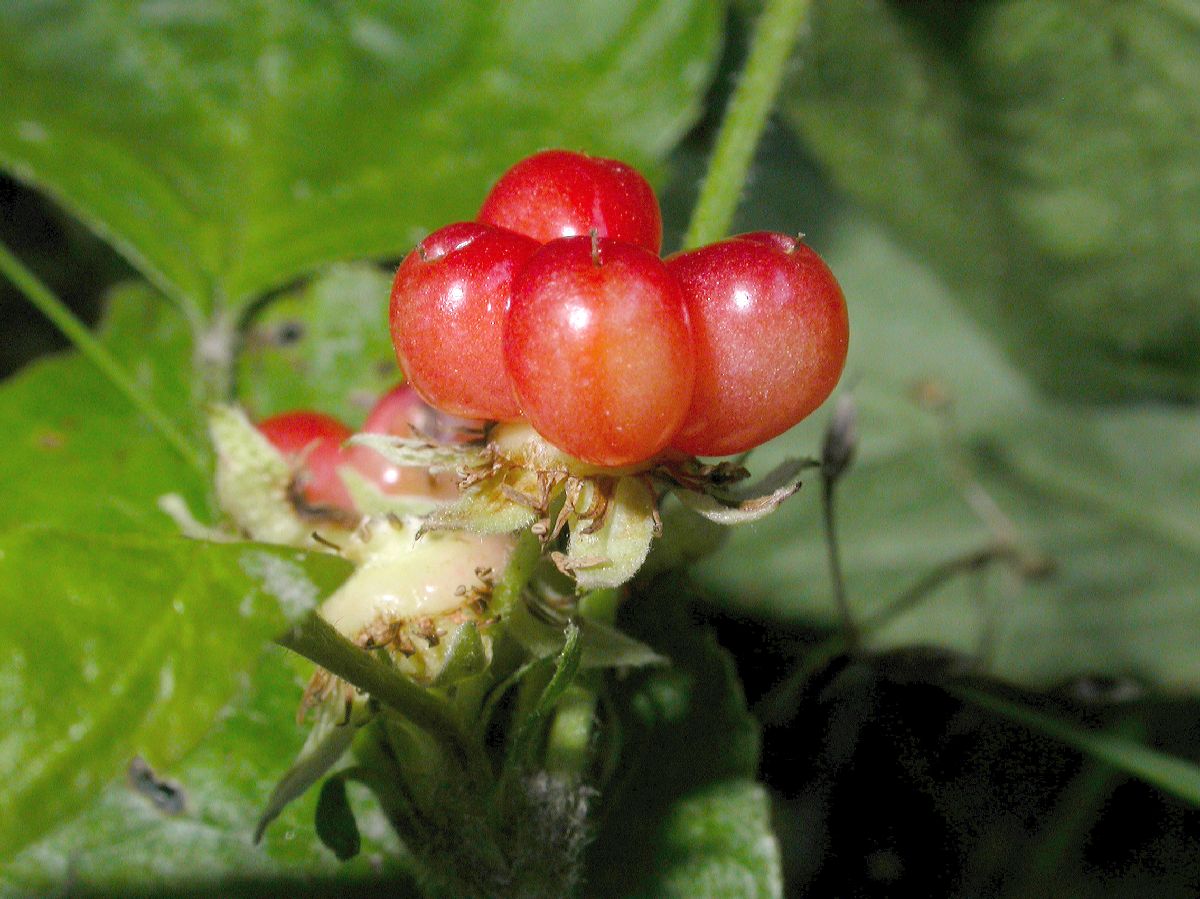 Rosaceae Rubus saxatilis