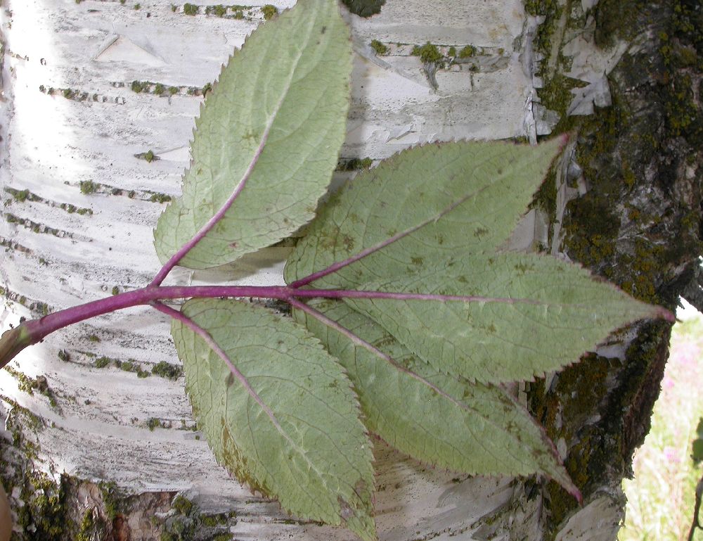 Adoxaceae Sambucus racemosa