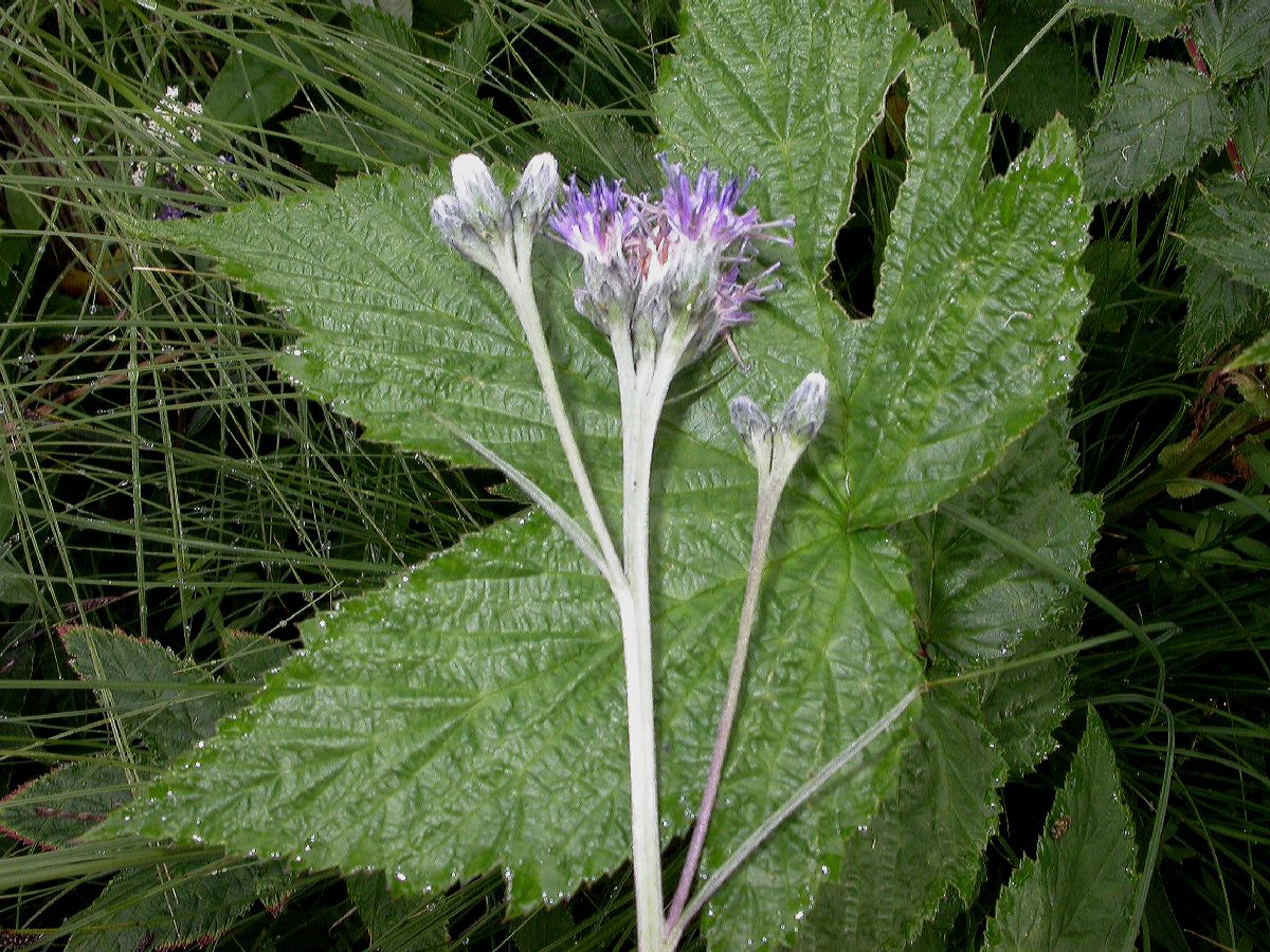 Asteraceae Saussurea alpina