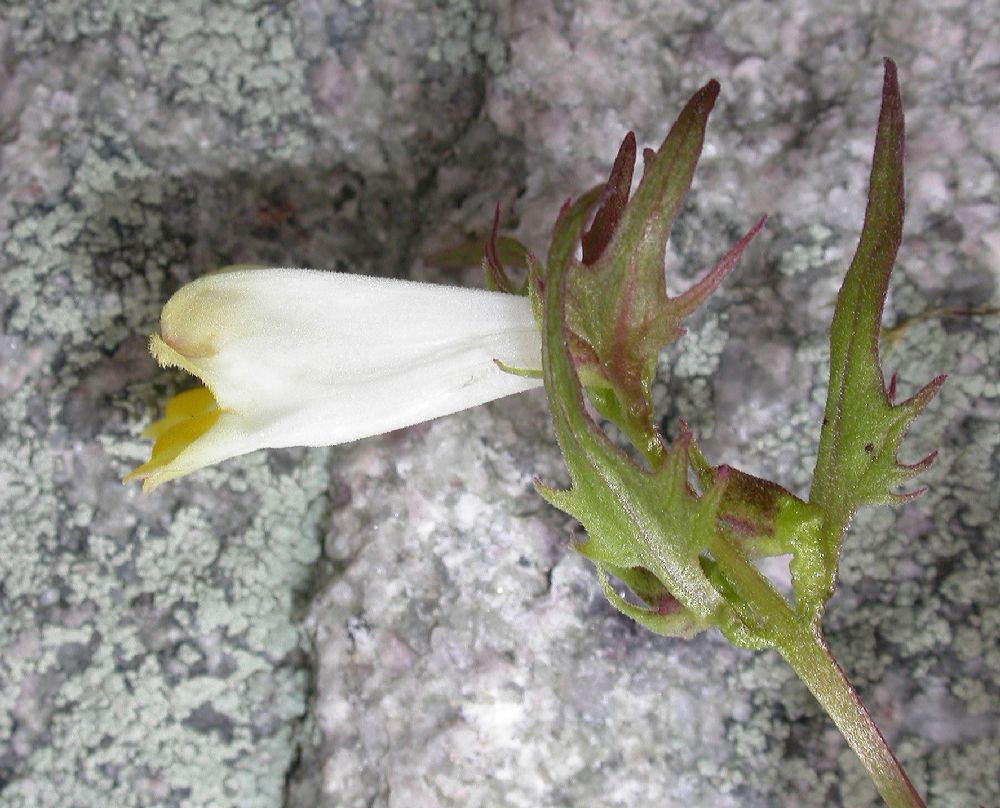 Orobanchaceae Melampyrum nemorosum
