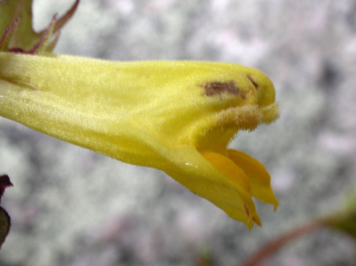 Orobanchaceae Melampyrum nemorosum