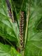 image of Carex riparia