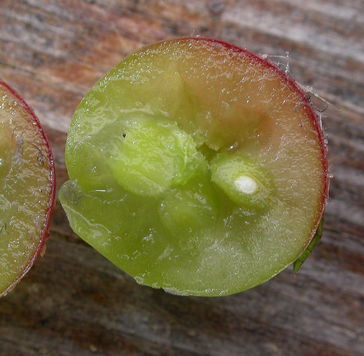 Ericaceae Arctostaphylos uva-ursi
