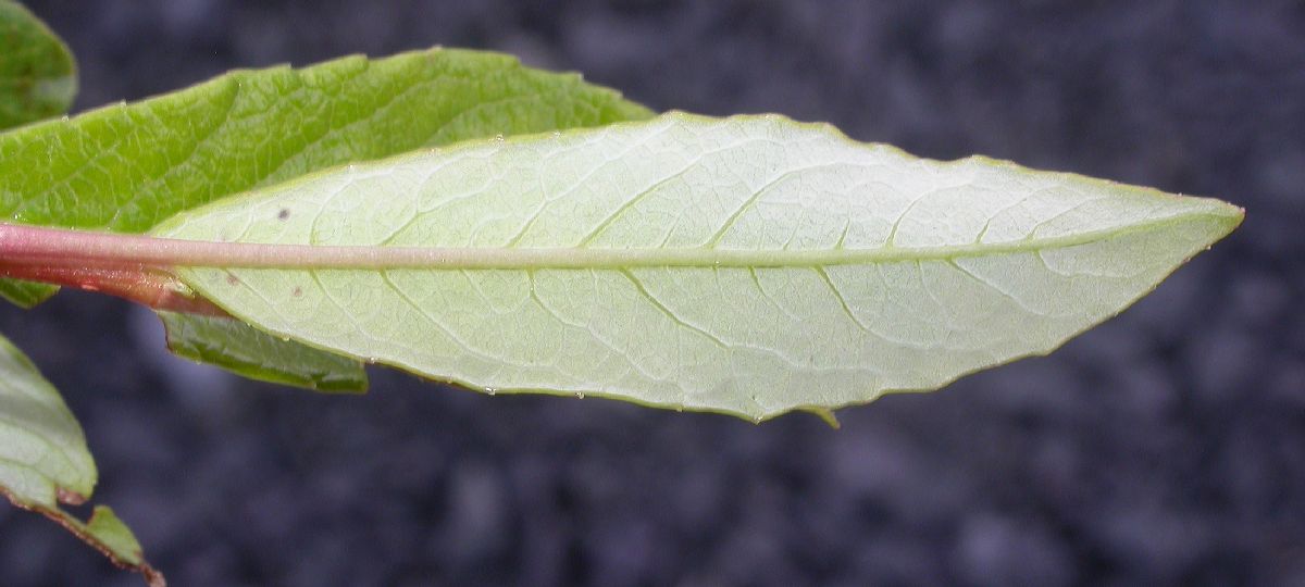 Salicaceae Salix phylicifolia