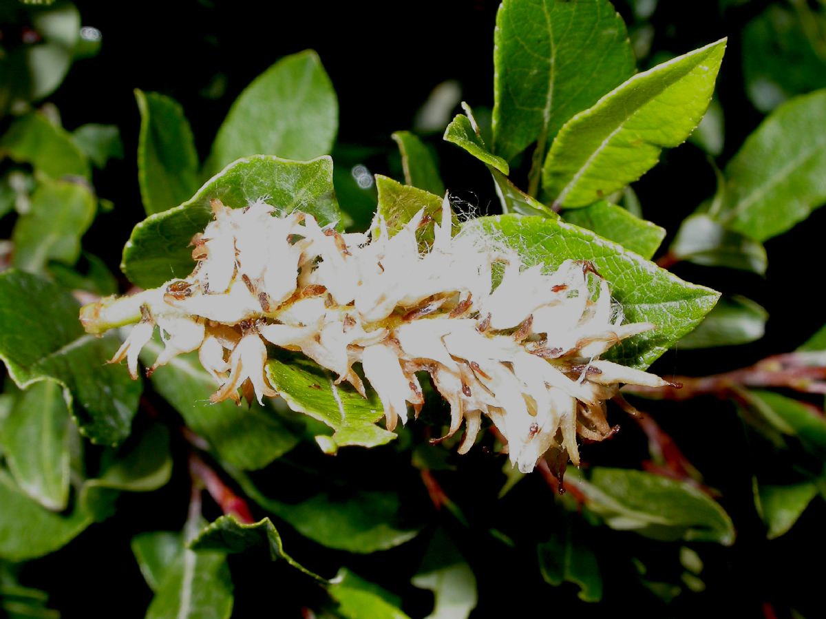 Salicaceae Salix phylicifolia