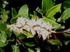 image of Salix phylicifolia