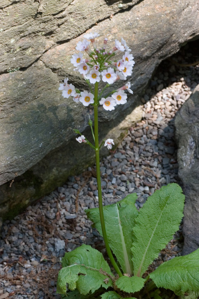 Primulaceae Primula japonica