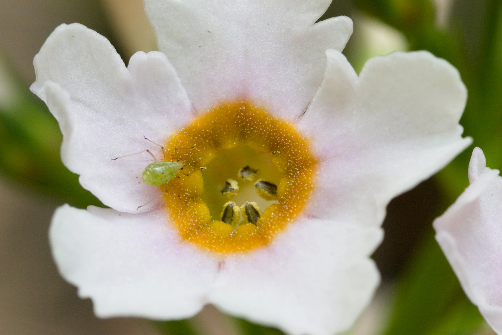 Primulaceae Primula japonica