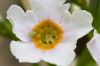 image of Primula japonica