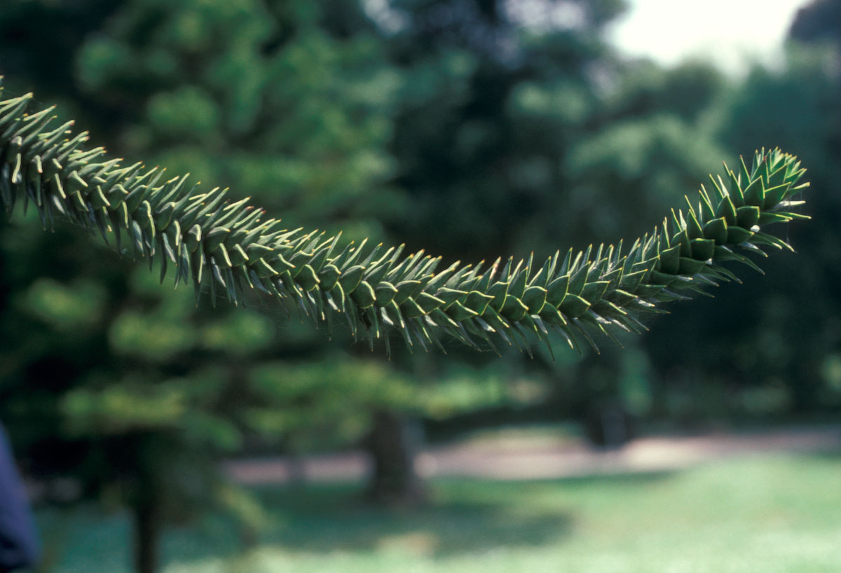 Araucariaceae Araucaria araucana