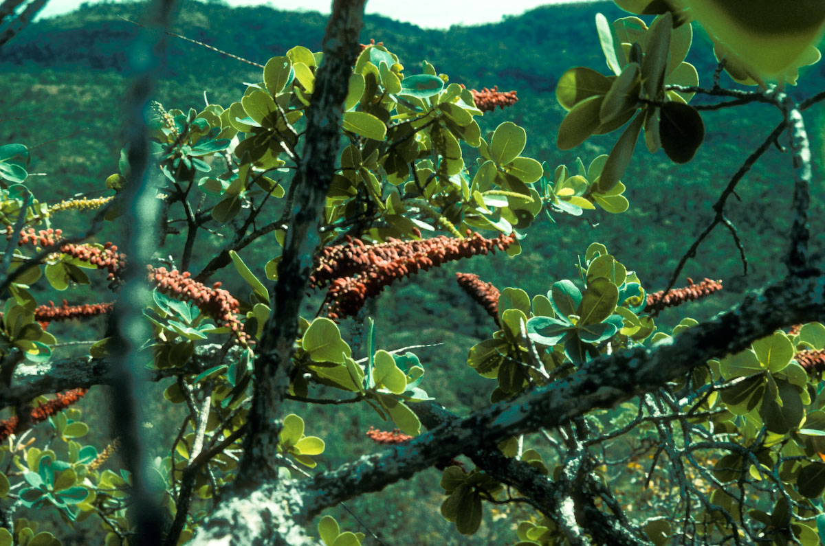 Marcgraviaceae Norantea goyasensis