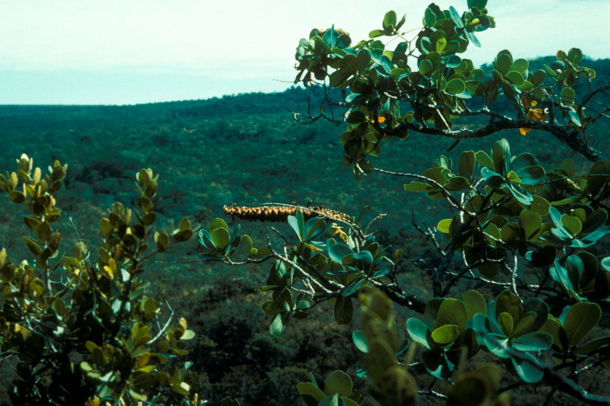 Marcgraviaceae Norantea goyasensis