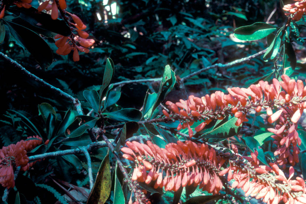 Marcgraviaceae Norantea 