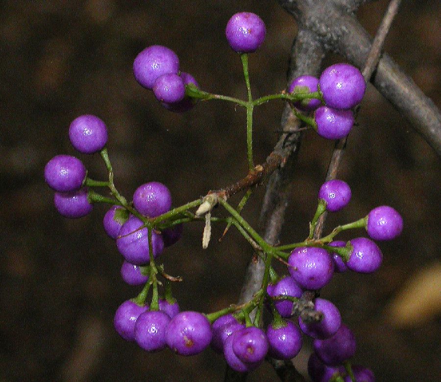 Lamiaceae Callicarpa dichotoma