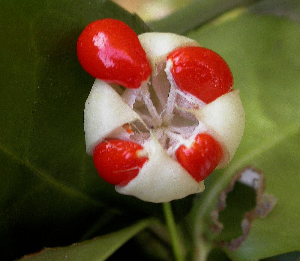 Celastraceae Euonymus kiautschovicus