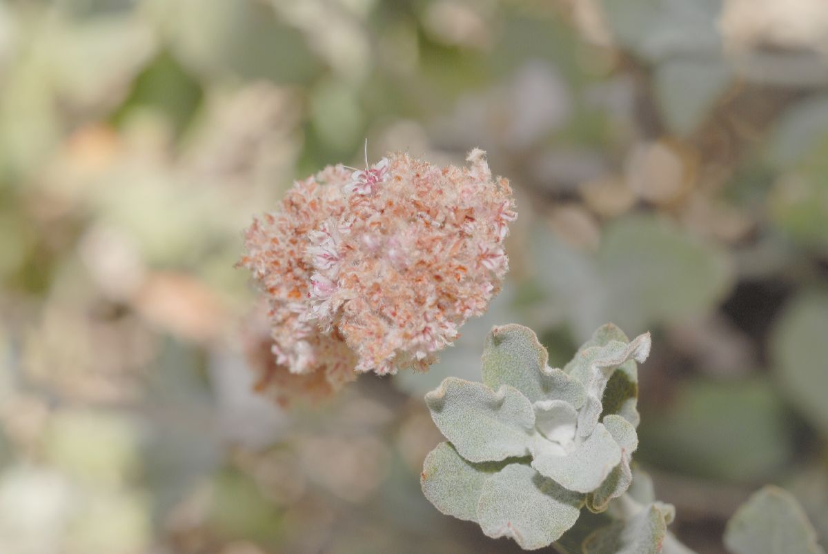 Polygonaceae Eriogonum cinereum