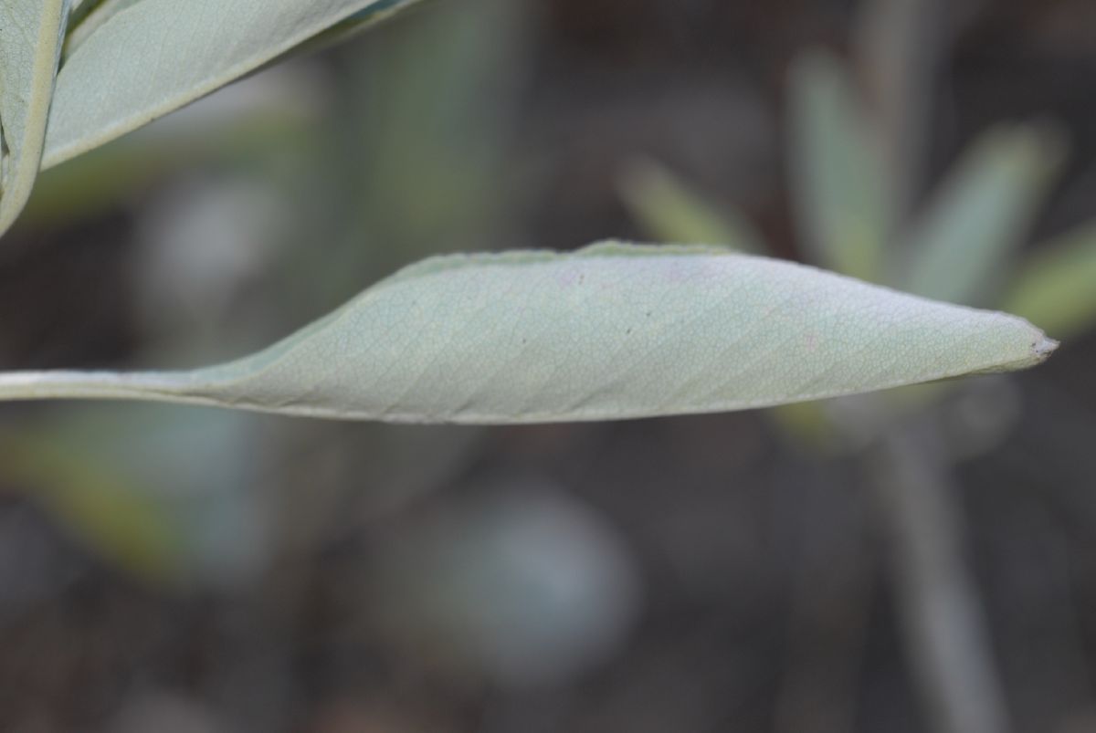 Lamiaceae Salvia apiana