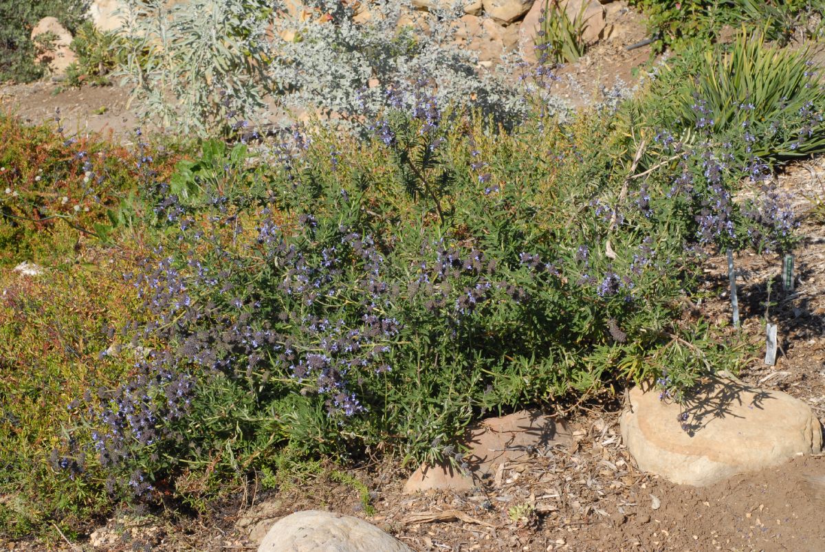 Lamiaceae Salvia brandegeei
