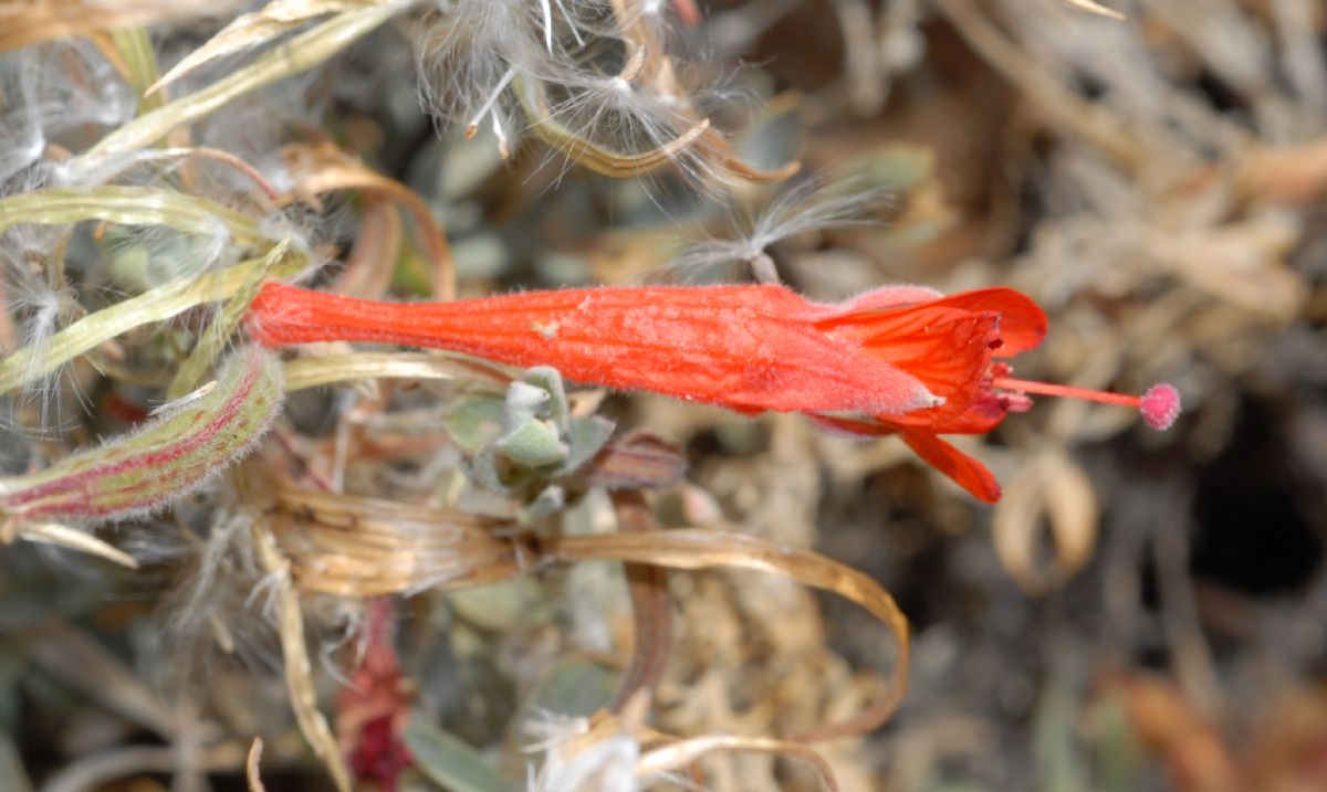 Onagraceae Epilobium californica