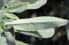 image of Salvia leucophylla